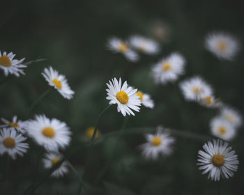 Close-up of white daisy flowers on field