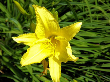 Close-up of day lily blooming outdoors