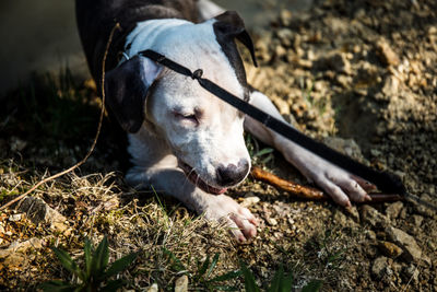 Close-up of a dog on field