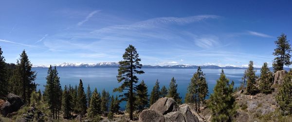 Panoramic view of pine trees in forest against sky