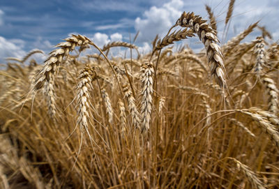 Close-up of wheat field
