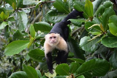 Close-up of monkey sitting on tree in forest