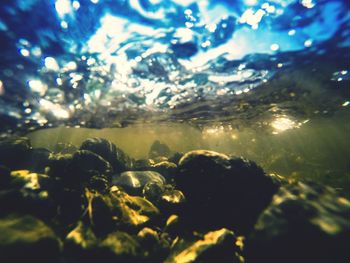 Close-up of swimming underwater