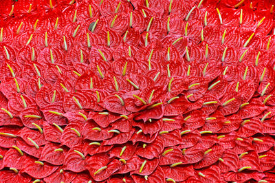 Full frame background with red flamingo lily flowers, anthurium andraeanum