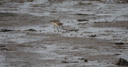 View of birds on beach