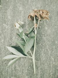 Close-up of leaves