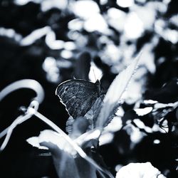 Close-up of insect on plant