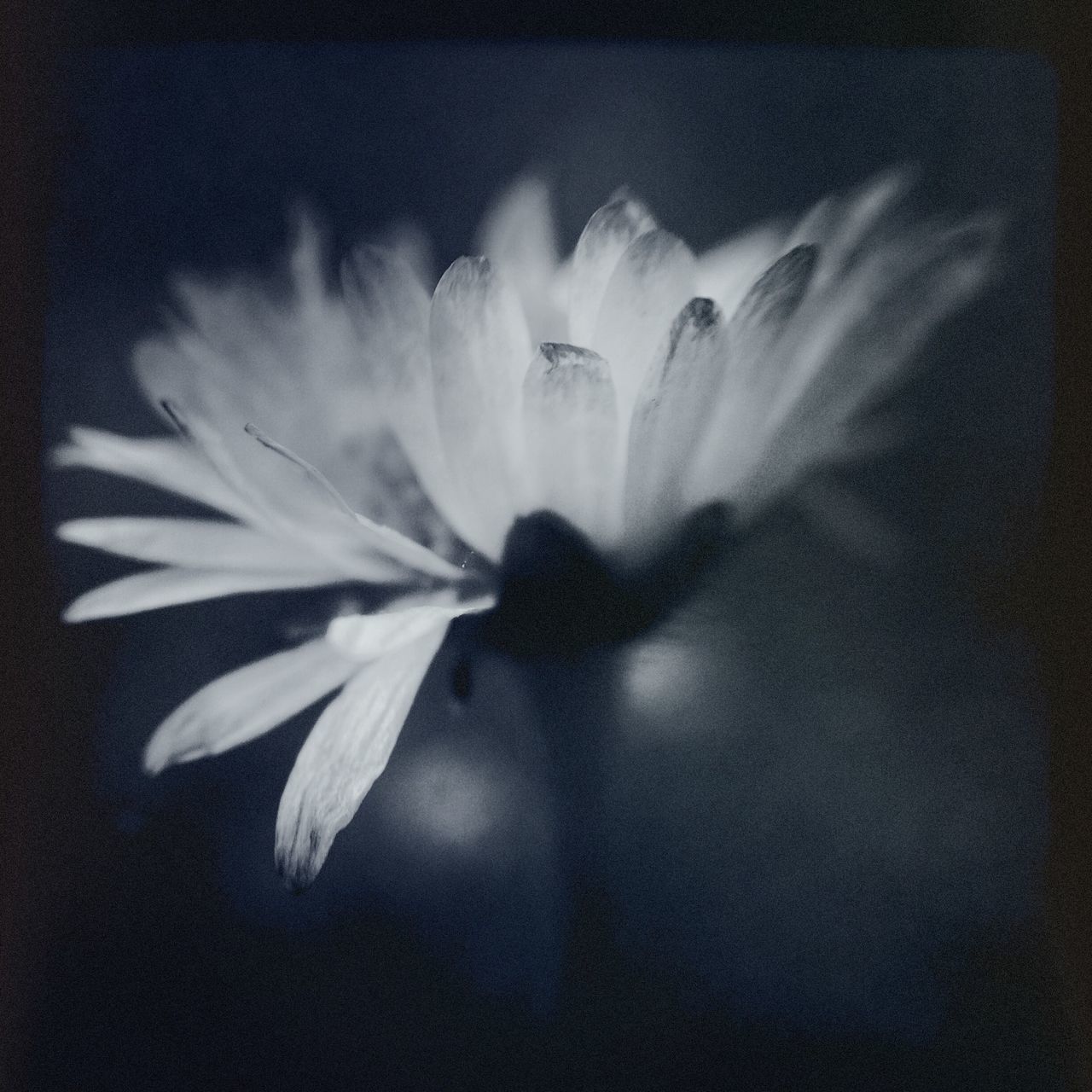 flower, flower head, petal, fragility, single flower, freshness, beauty in nature, close-up, growth, studio shot, nature, pollen, softness, blooming, black background, white color, stamen, no people, plant, in bloom