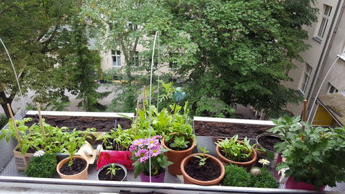 Potted plants on table by window