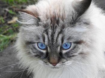 Close-up portrait of a cat