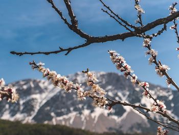 Low angle view of cherry blossoms against sky and mountains