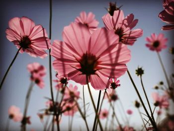 Close-up of pink flowering plants against sky