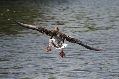 Seagull flying over lake