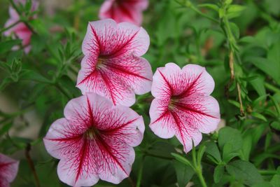Close-up of pink flowering plants