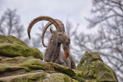 View of monkey on rock