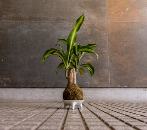 Close-up of plant on table against wall