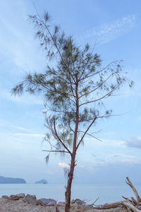 Tree by sea against sky