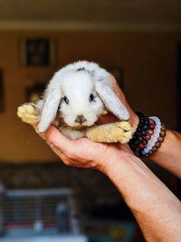 Cropped hands of man holding rabbit at home