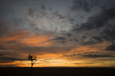 Silhouette bare tree on field against orange sky