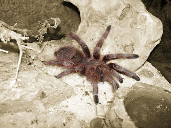 Close-up of spider on sand