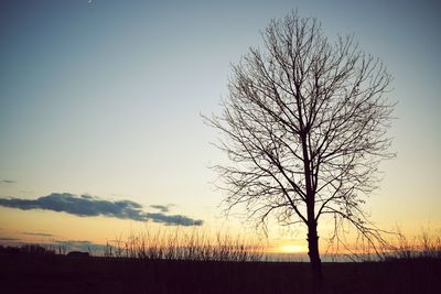 Silhouette tree on field against clear sky