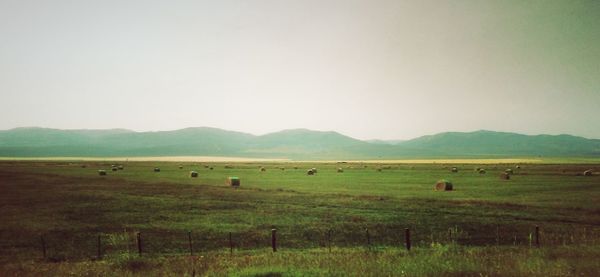 Hay bales on field against clear sky