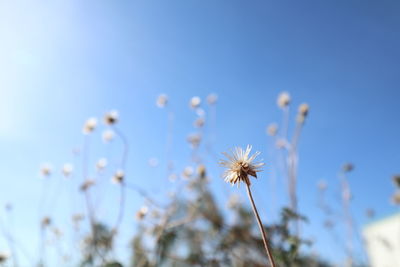 Low angle view of flowering plants against blue sky