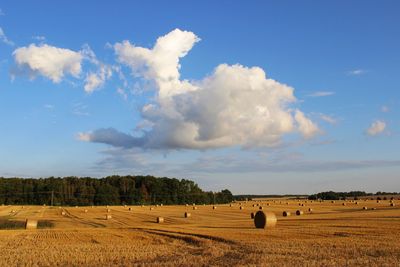 Scenic view of agricultural field against blue sky