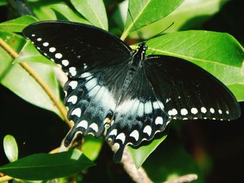 Close-up of butterfly on leaf