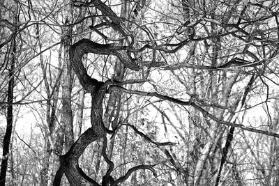 Low angle view of bare trees against sky