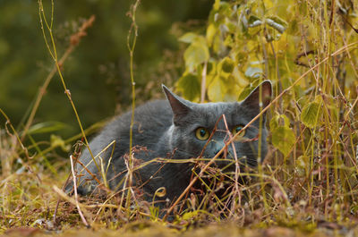 Cat on field