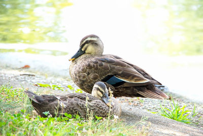 Pigeon on a lake