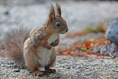 Squirrel on a field