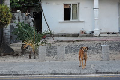 Front view of dog standing on footpath next to house