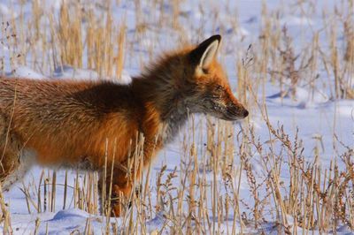 Fox on snow covered field