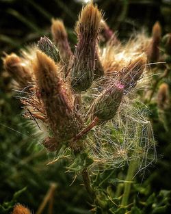 Close-up of plant against blurred background