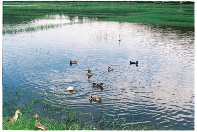 Ducks swimming in lake