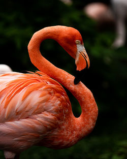 Close-up of bird