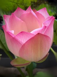 Close-up of pink lily