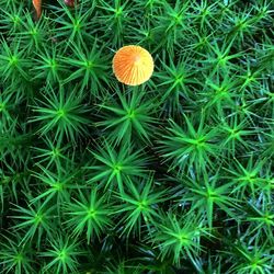 Full frame shot of green field