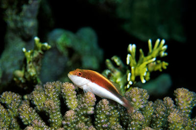 Close-up of fish in sea