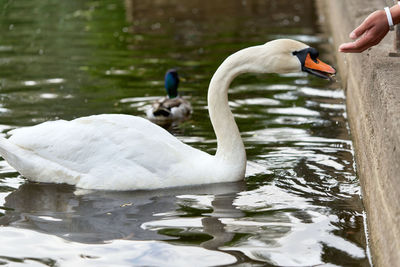 Swans swimming in lake