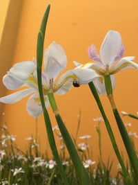 Close-up of crocus blooming outdoors