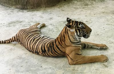 Tiger lying in zoo