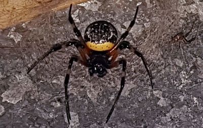 Close-up of spider on wall