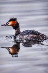 The great crested grebe is a member of the grebe family of water birds 