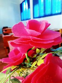 Close up of pink flowers