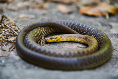 Close-up of snake