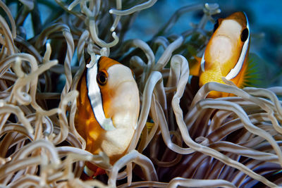 Close-up of fish in sea