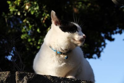 Close-up of dog against trees